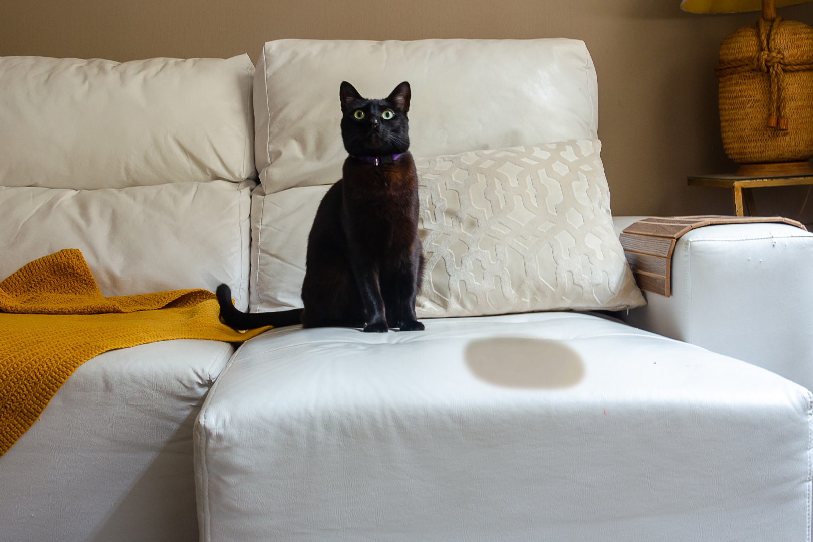 How to Neutralize Smell of Urine? Quick and Easy Tips! Biomex